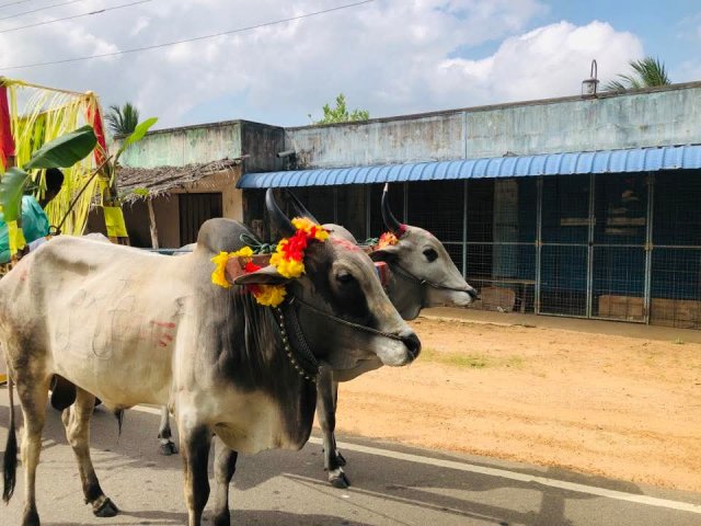Pongal Vizha 2026
