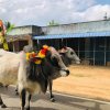 Pongal Vizha 2026